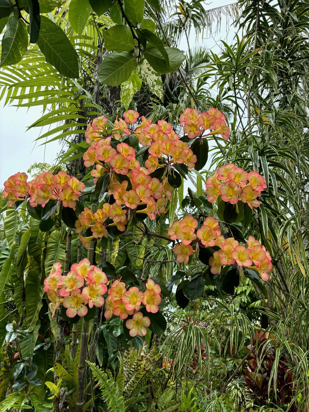 Rhododendron vireya 'Glen Sahara' — Vintage Green Farms with Tom